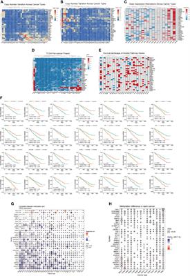 The role and therapeutic significance of the anoikis pathway in renal clear cell carcinoma